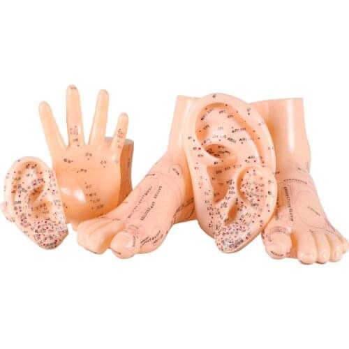 17cm Foot acupuncture model set foot acupuncture needle acupoint model foot acupuncture point model 2 pieces