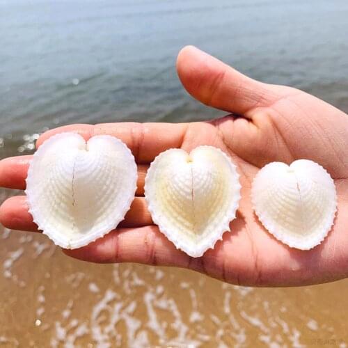 Natural conch shells heart-shaped shells couple shells chicken heart clams Valentines day gifts for lovers and girlfriends crea