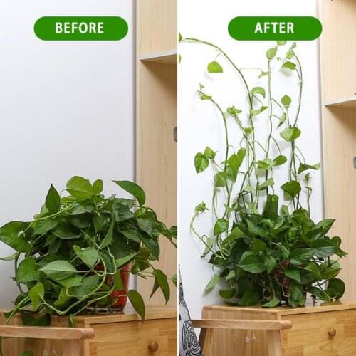 Invisible Wall Vines Flowers Tied Climbing Sticky Hook Fixing Clip Holder 10Pcs Agriculture Plant Tools Reusable Garden Rattan