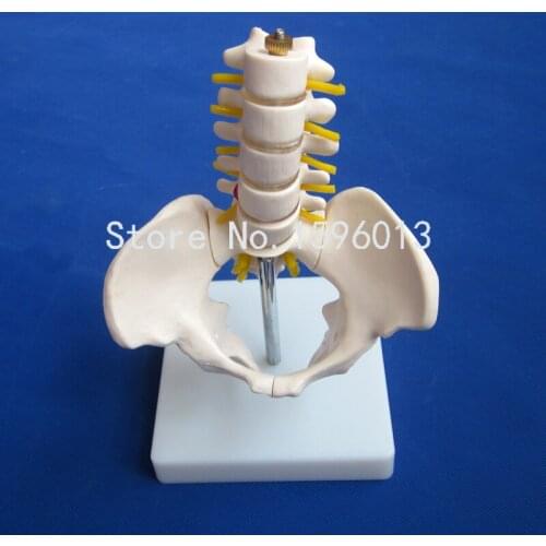Half-Size Pelvis with 5pcs Lumbar Vertebrae Model , pelvis with lumbar spine,Pelvis Model