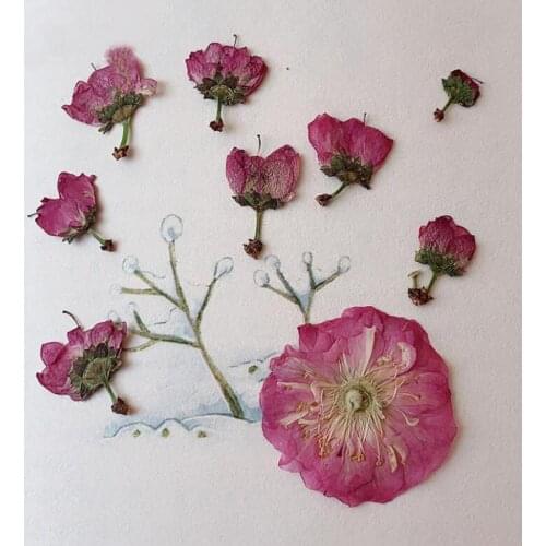 60pcs Pressed Dried Sakura Flower/Buds Plant Herbarium For Jewelry Postcard Invitation Card Phone Case Bookmark Candle Art DIY