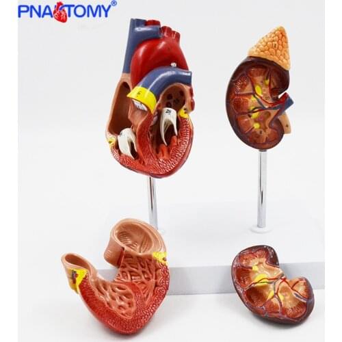 Human Heart and Kidney Model Circulation System Anatomical Model Detachable Heart Anatomy Medical Tool Educational Equipment