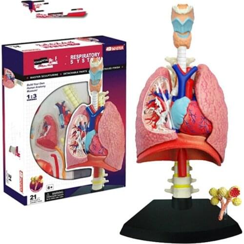 The SQL Statements Are Run and Returned Results Are Assembled Toy Human Lung Organ Anatomy Model Medical Teaching DIY Science