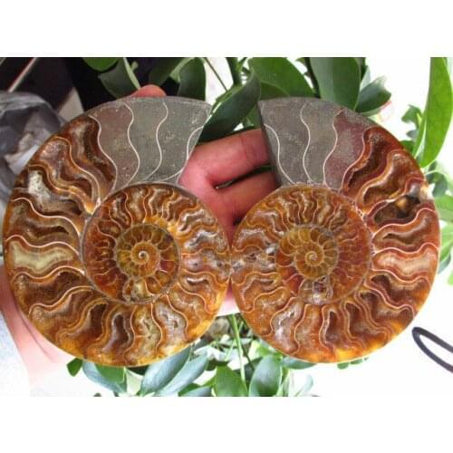 431g NATURAL CUT CRETACEOUS AMMONITE FOSSIL INTERIOR DISPLAY