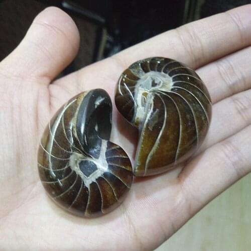 2pcs natural fossil shell crystal parrot conch fossil for gift reiki healing 3.5cm