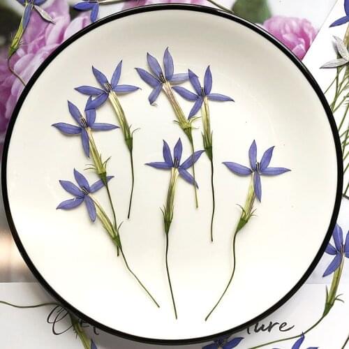 60pcs Pressed Dried Star Flower With Stem Plants Herbarium For Epoxy Jewelry Bookmark Phone Case Makeup Nail Art Craft DIY