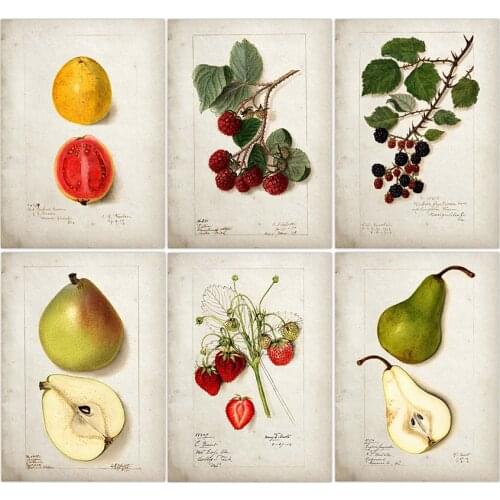 Fruit Kitchen Poster Vintage Poster Antique Pear Apple Orange Pineapple Wall Art Decorative Picture Kraft paper