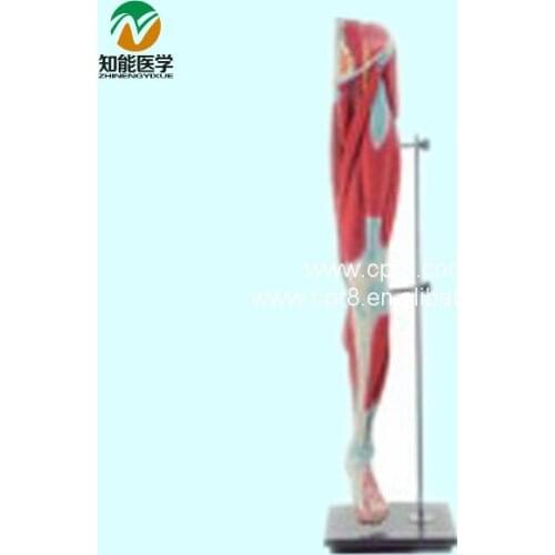 Lower Limb Muscle Anatomy Model BIX-A1038 G136