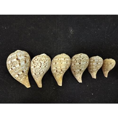 6 Pcs Natural Seashells Conchs The cute Gray Pipa Snail Is Like a Family From Big to Small