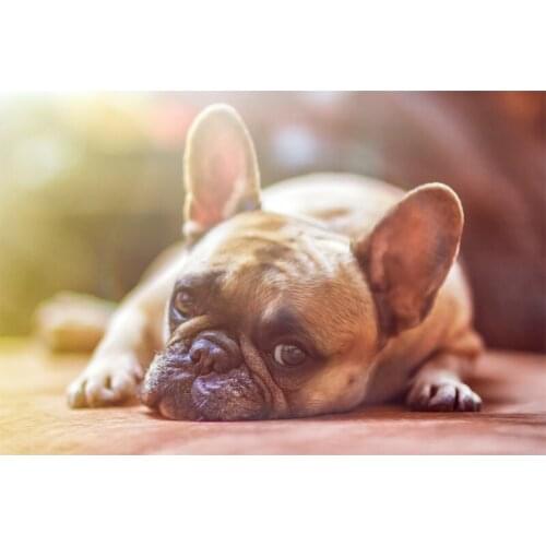 Mosaic Diamond DIY 5D Diamond Painting Bulldog Full Square Diamond / Round Cross Stitch Home Decoration