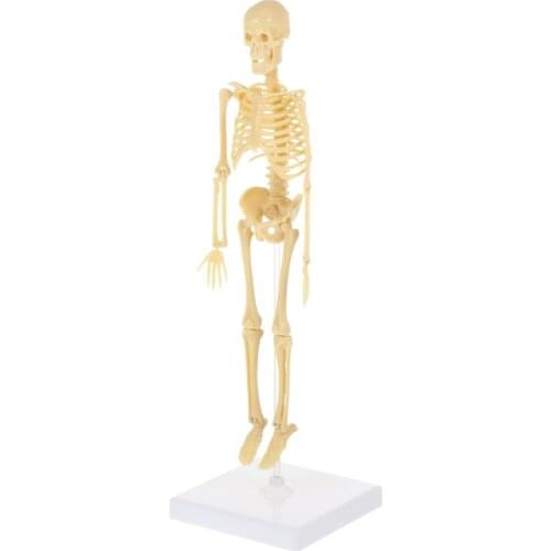 DIY Assembly Manikin Model Simulation Mannequin Skeleton Model Kids