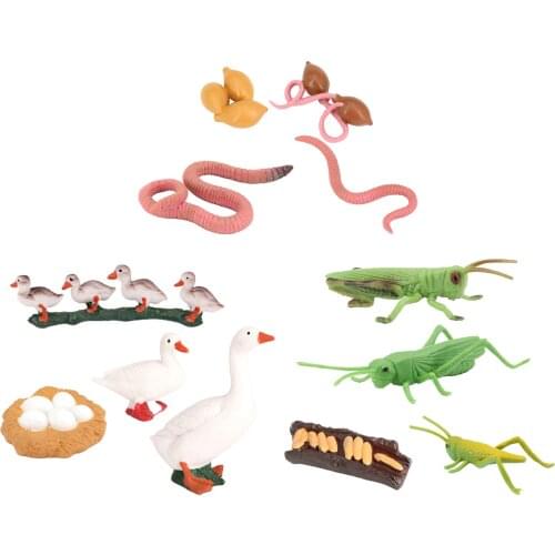 Plastic Nature Insect Growth Life Cycle Animals Cycle Figure