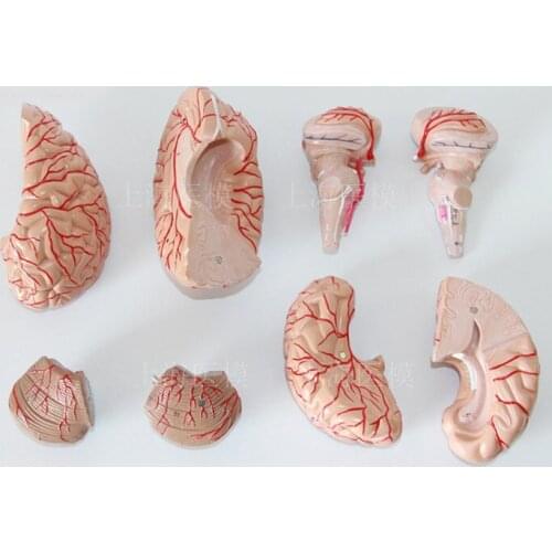 Cerebral artery model brain anatomical model brain stem structure model neurology teaching model