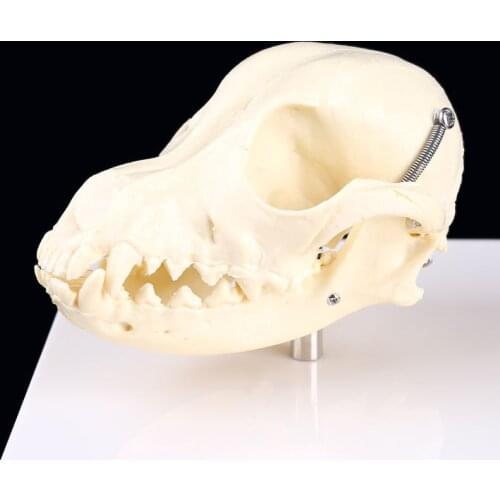 39XD Canine Dog Skull Model Anatomy Skeleton Veterinary Specimen Teaching Display Education Halloween Gifts