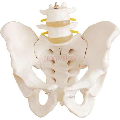 Pelvic model pelvic belt two sections Lumbar spine model skeletal structure anatomical pelvic medicine teaching aids medicine