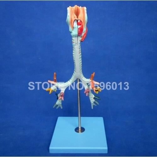 HOT Anatomical Bronchus Model,Larynx, Trachea and Bronchial Tree Model