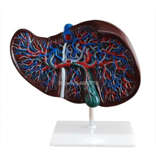1.5Times Human Liver Simulation Model Medical Anatomy PVC Natural Life Size Porta Hepatic Gallbladder Bile Duct Structure Model