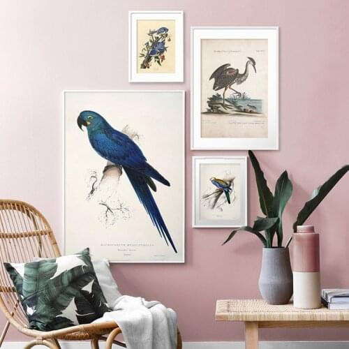 Birds Parrots Vintage Poster Ostrich Print Canvas Painting Biology Education Wall Art Picture Modern Study Room Decoration