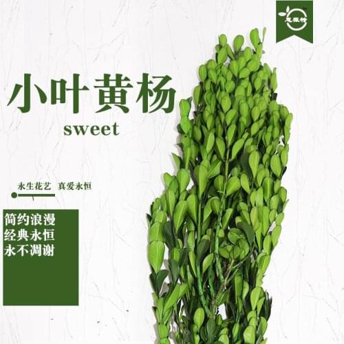 2pcs Dried flower natural boxwood leaf eternal life DIY handmade bouquet shooting wedding props flower wall home decoration