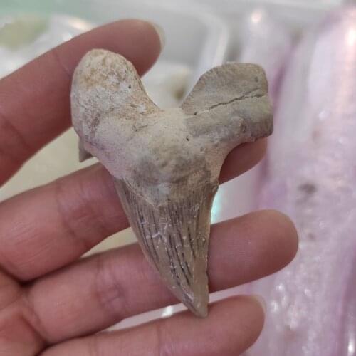 Natural Shark Tooth Fossil raw stone and Crystal fossil specimen reiki healing from Morocco