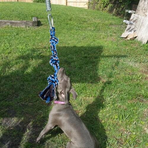 Spring Pole agility dog Rope jouet chien Outdoor Hanging Exercise Rope Pull Tug Muscle Builder for Dogs toy All Ages and Breeds