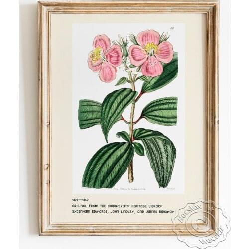 Sydenham Edwards Exhibition Museum Poster, Starry Osbeckia Canvas Painting, Natural Botanical Enthusiast Collection Wall Decor