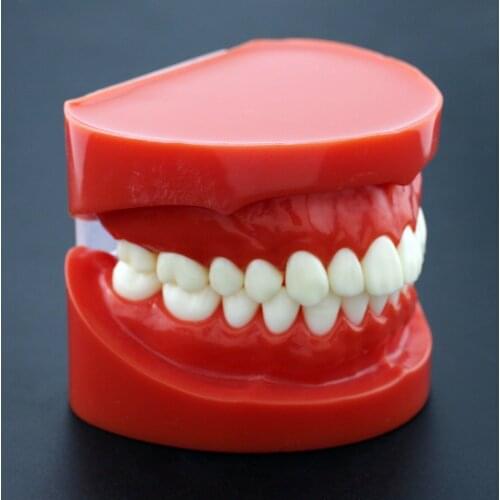 Dental Standard Adult 1:1 Typodont Demonstration Teach Study Teeth Model 7004