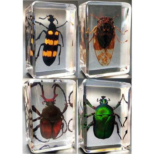 Teaching Real Insect Resin Specimen Locust Bee Scarab Stag Beetle Spider cricket specimen model child gift
