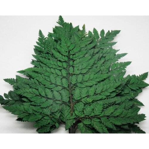 10pcs 25-30cm Length Preserved Wormwood Branch For Craft Gift Material Accessory Decoration Flower Arranging DIY