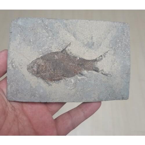 1pcs 100% Natural Jianghan fish Tail Fossil Ancient Fossils Teaching Specimens Collection +bracket