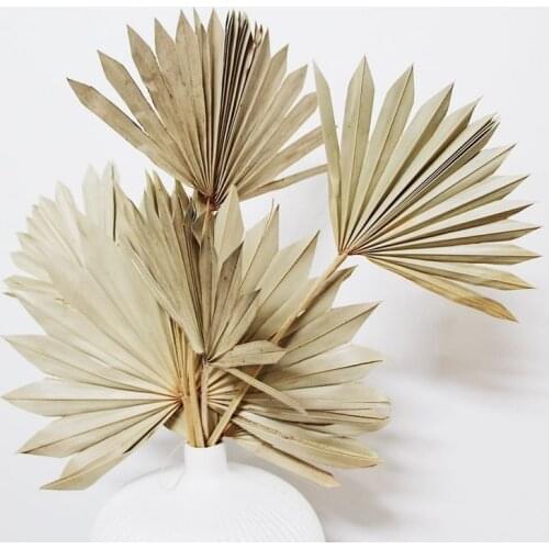 4pcs Natural Dried Palm Fan Leaves Boho Wedding Botanical Natural Palm Leaf Home Decor Everlasting Palm Fans White Palm spear