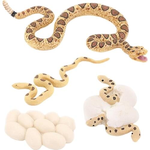 Snake Life Cycle Model 4 Stages Rattlesnake Nature Educational Toy for Kids