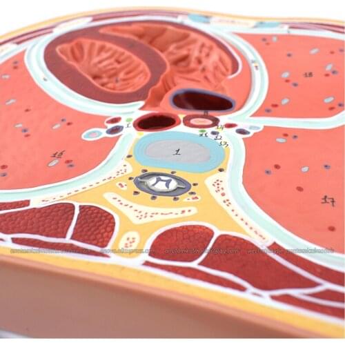 12720/CMAM Thoracic cross section models, Medical Anatomicalmodel for study
