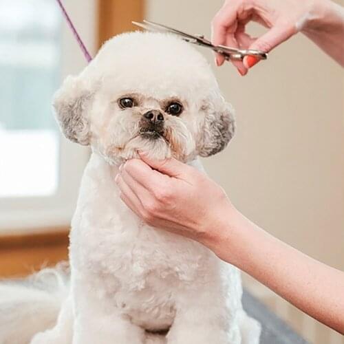 Stainless Steel Dog Hair Scissor Durable Safety Round Tips Professional Pets Cat Dog Hair Cutting Tools Pet Grooming Supplies