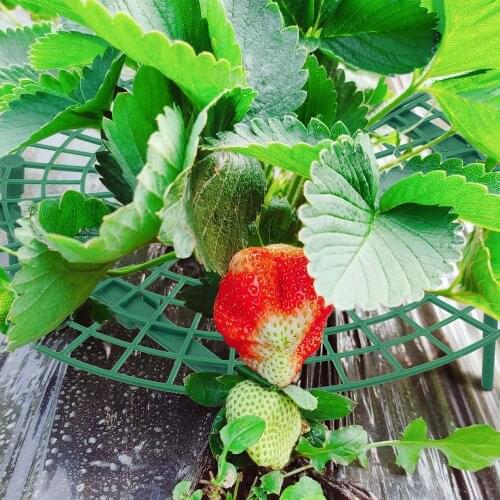 Strawberry Stand Frame Holder 5/10/20 PCS Balcony Planting Rack Fruits Support Plant Flowers Climbing Vine Pillar Gardening Tool
