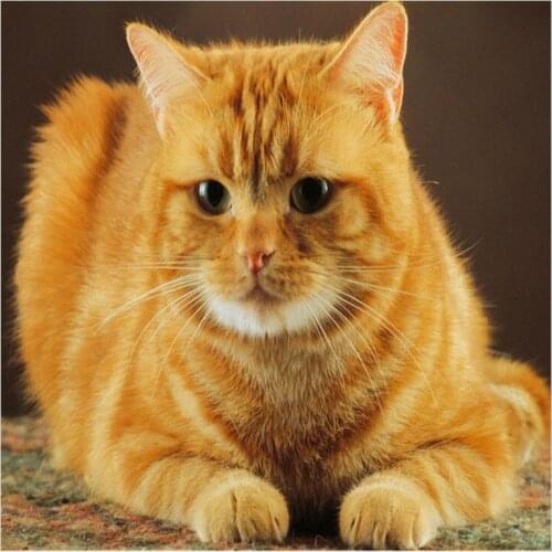 5D Diy Diamond Painting America Cat Round Diamond Mosaic Cross Stitch Kit Animal Full Diamond Embroidery Home Paintings