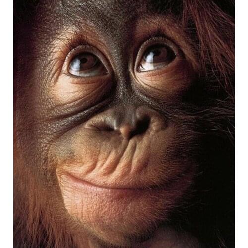 5D DIY Diamond Painting Orangutan Home Decor Handmade Diamond Painting