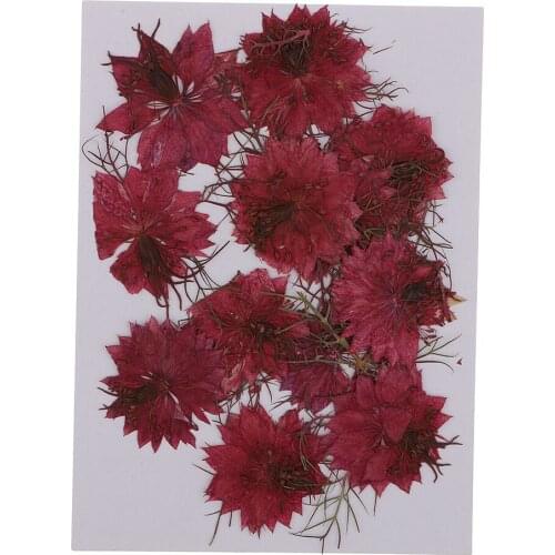 12 Pieces Red Blue Real Dried Flowers Love-in-a-mist Embellishments for Jewelry Making