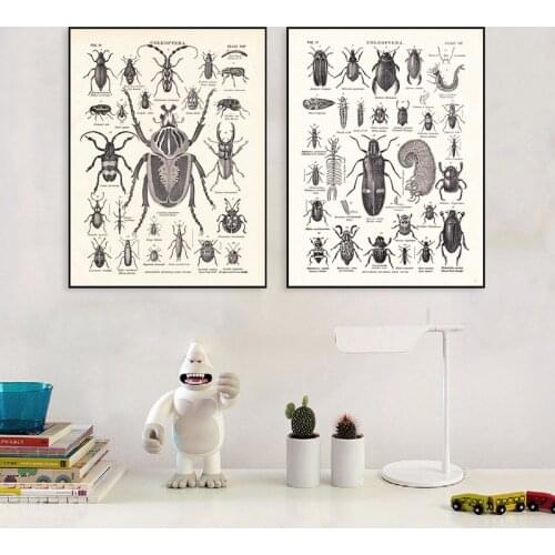 Vintage The Beetle Family Print Biology Education Poster From 1904 Encyclopedia Britannica Retro Poster Kraft paper