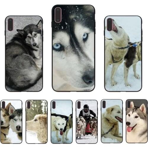IMIDO Siberian Alaska Husky Cute Soft TPU CoverSheath For Iphone 7 8 7PLUS 8PLUS X XS XR XSMAX 5 5S SE 6 6S 6PLUS 6SPLUS