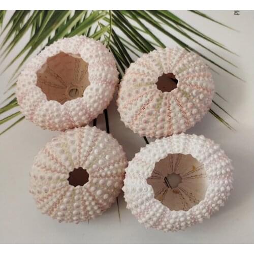 3pcs/lot Natural Small Pink Sea Urchin Natural Shell Conch Beach Wedding Decoration Coastal Home Decoration sea conch