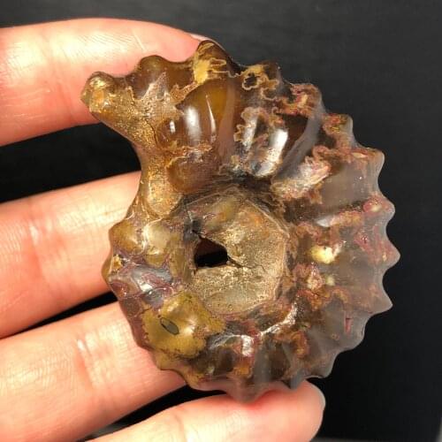 1pcs Natural Polished " Goat Horn " Fossil Specimen Ammonite Shell Conch Madagascar Fossils Original Specimen Mineral