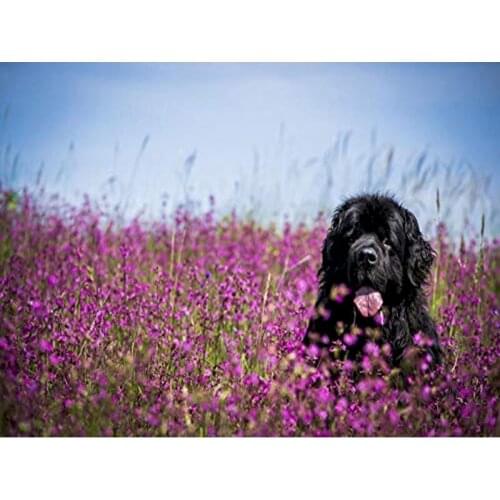 Dog Full Drill Diamond Painting Rhinestone Embroidery Scenery Cross Stitch Mosaic Art Handmade Gift Wall Decor Adults Kit Pcture