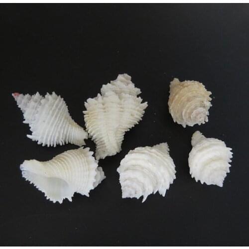 1pc Natural Sea Shells Conch Coquillage Beach Decor Craft DIY Marine Style Fish Tank Seashells Home Micro-landscape Decorations