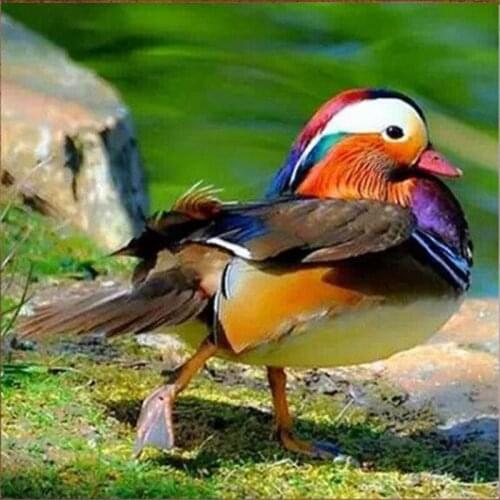 Peter ren Diy Diamond painting cross stitch kit Square or Round diamond mosaic Full Diamond embroidery beauty Chinese Love Bird