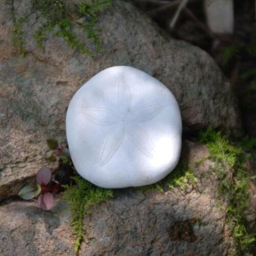 100PCS Natural Small Sea Urchin Shell Natural Shell Conch Beach Wedding Decoration Coastal Home Decoration