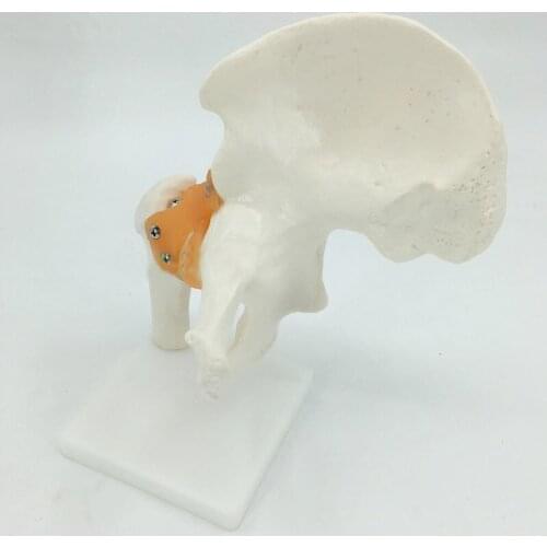 Human Adults Skeleton Hip Joint Model for Teaching Medical