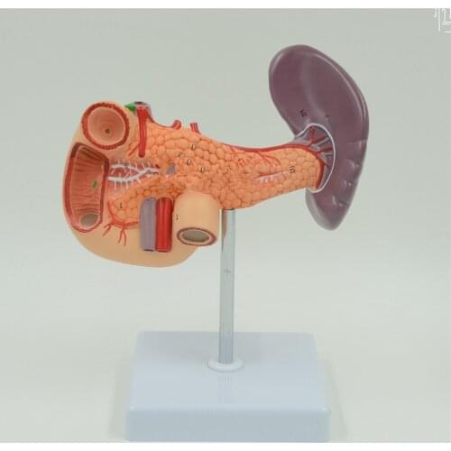 Human Liver Pancreas and Duodenum Anatomical Model Medical Anatomy Teaching Resources