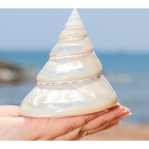 Oversized pearl conch luminous reverse natural conch shell home decoration collection ornaments