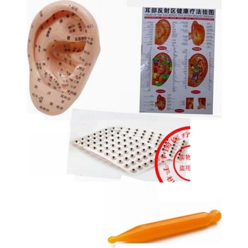 17cm English words ears model Medical Ear Acu-Massage Patch 600pcs,acupuncture point Chart, Auricular elasticity Probe Ear Pen